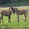 Burgers-Zoo-2014-10-02-0451.jpg