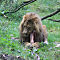Burgers-Zoo-2014-10-02-0558.jpg