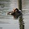 Burgers-Zoo-2014-10-02-0623.jpg