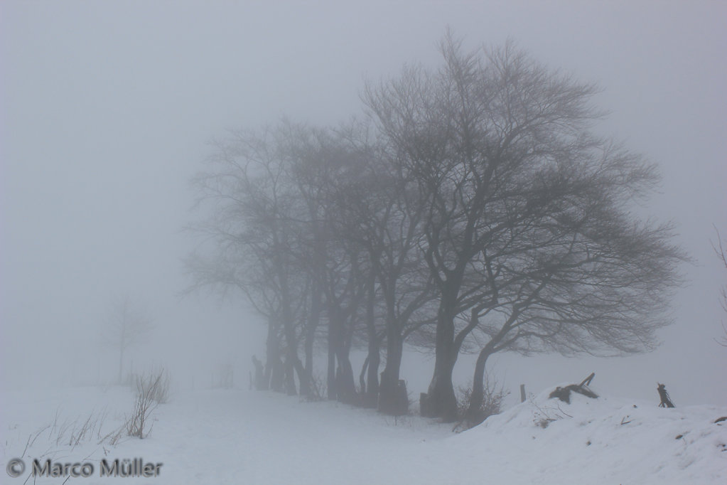 Schnee-Sauerland-2015-02-09-0020.jpg