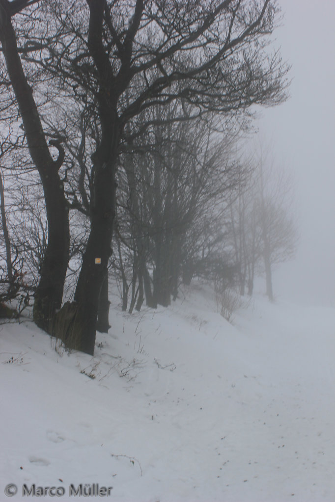 Schnee-Sauerland-2015-02-09-0031.jpg
