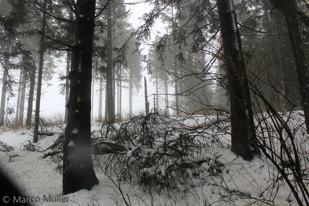 Schnee-Sauerland-2015-02-09-0079.jpg